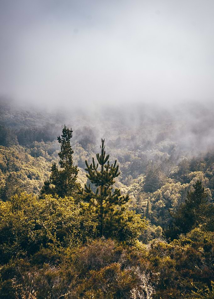 Mist in the forest