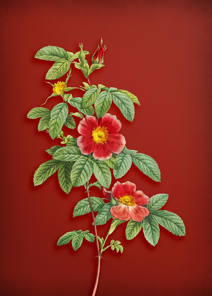 Single May Rose on Crimson