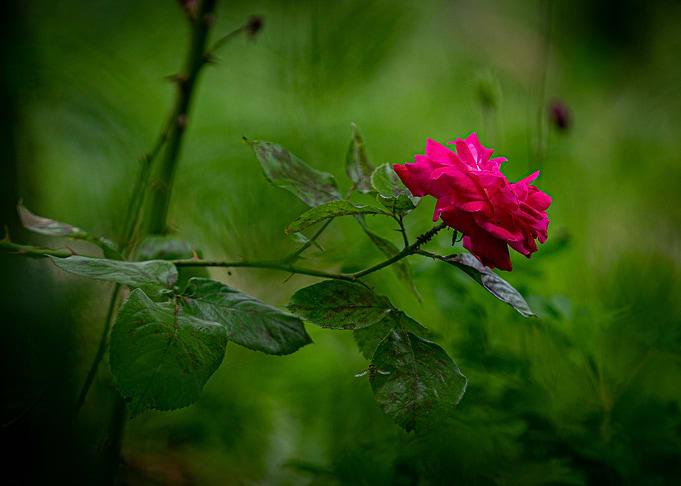 Red rose