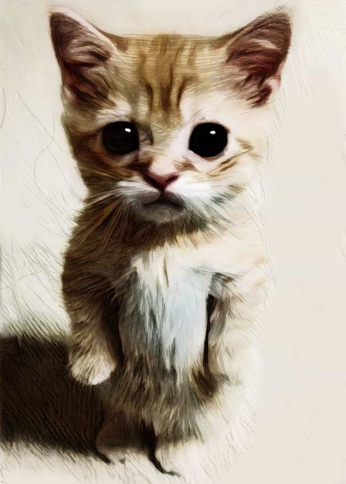 Kitten