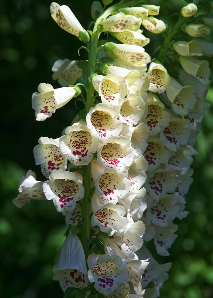 Bell flowers