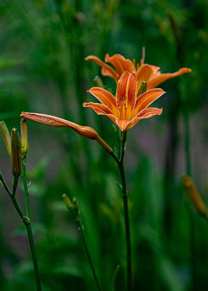 Orange flowers in the gard