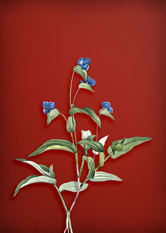 Blue Spiderwort on Red