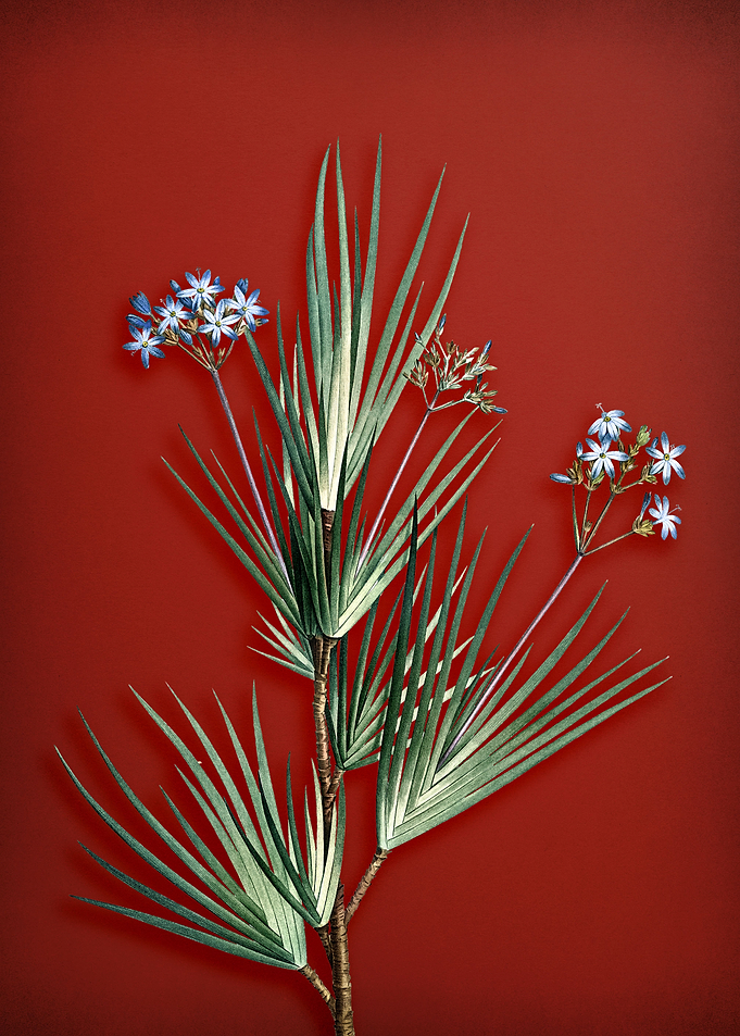 Blue Stars on Red