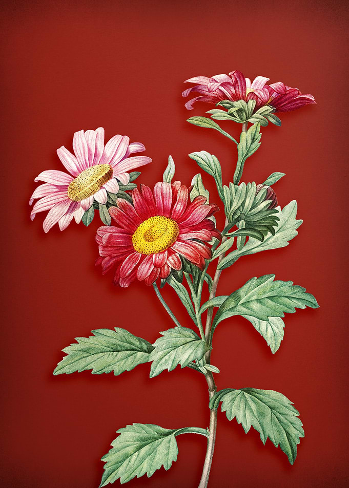 Red Aster Flowers on Red