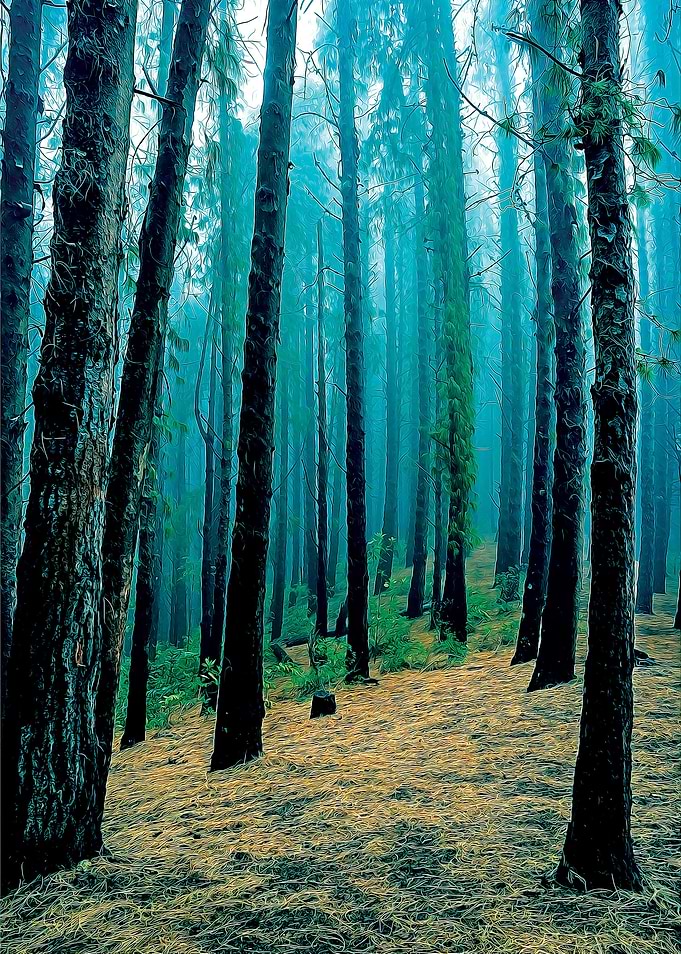 Woods