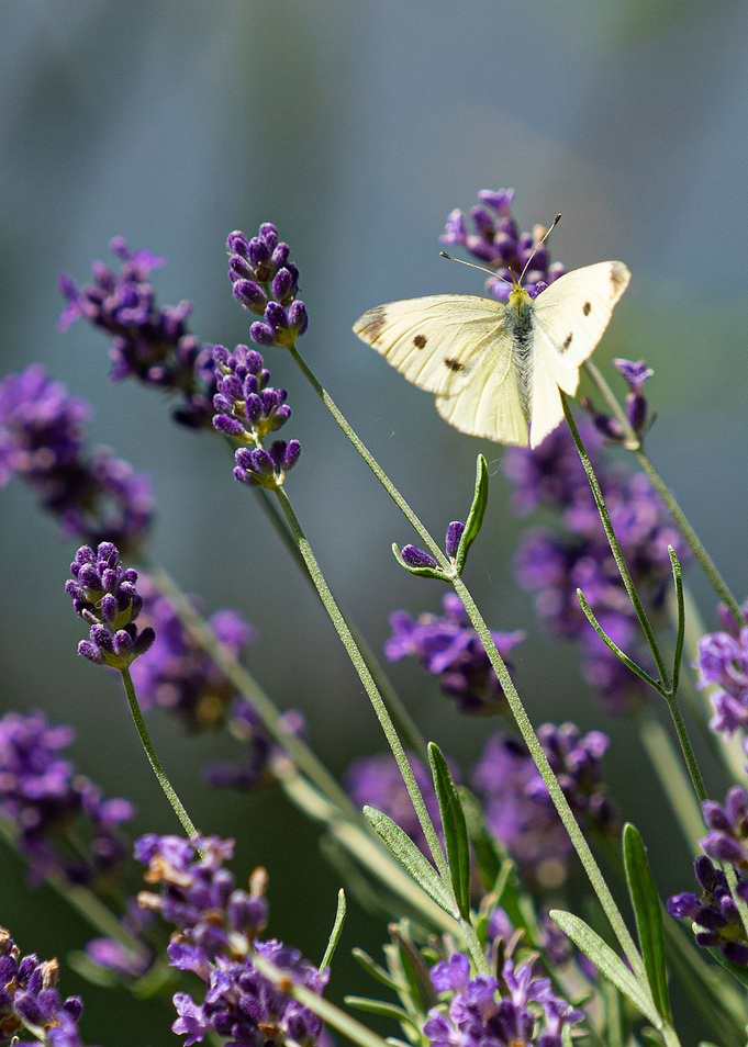 Butterfly on Lavender