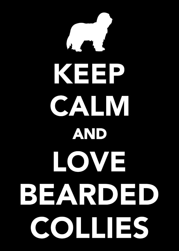 Bearded Collie