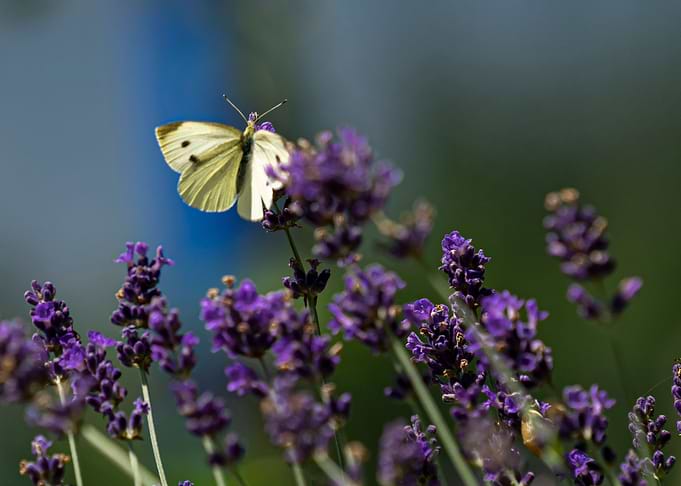 Butterfly on Lavender