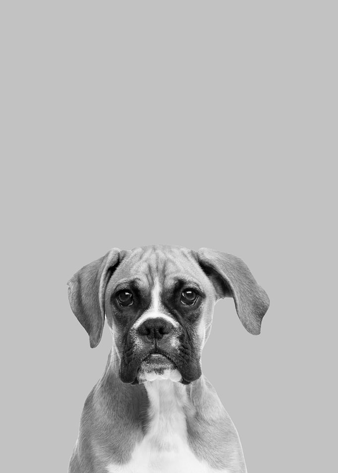 Boxer dog