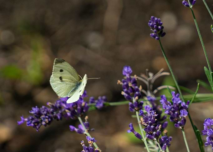 Butterfly on Lavender