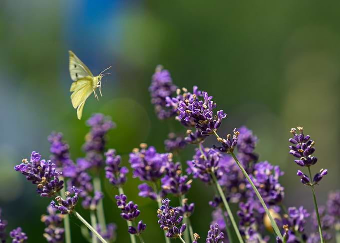 Butterfly on Lavender