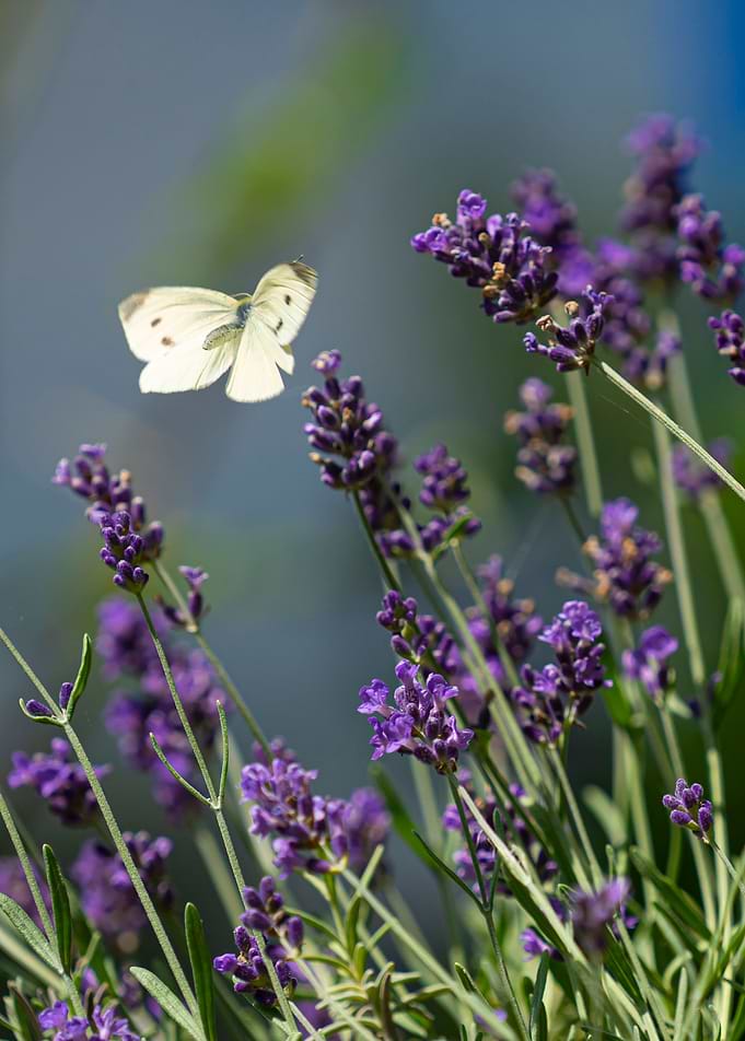 Butterfly on Lavender
