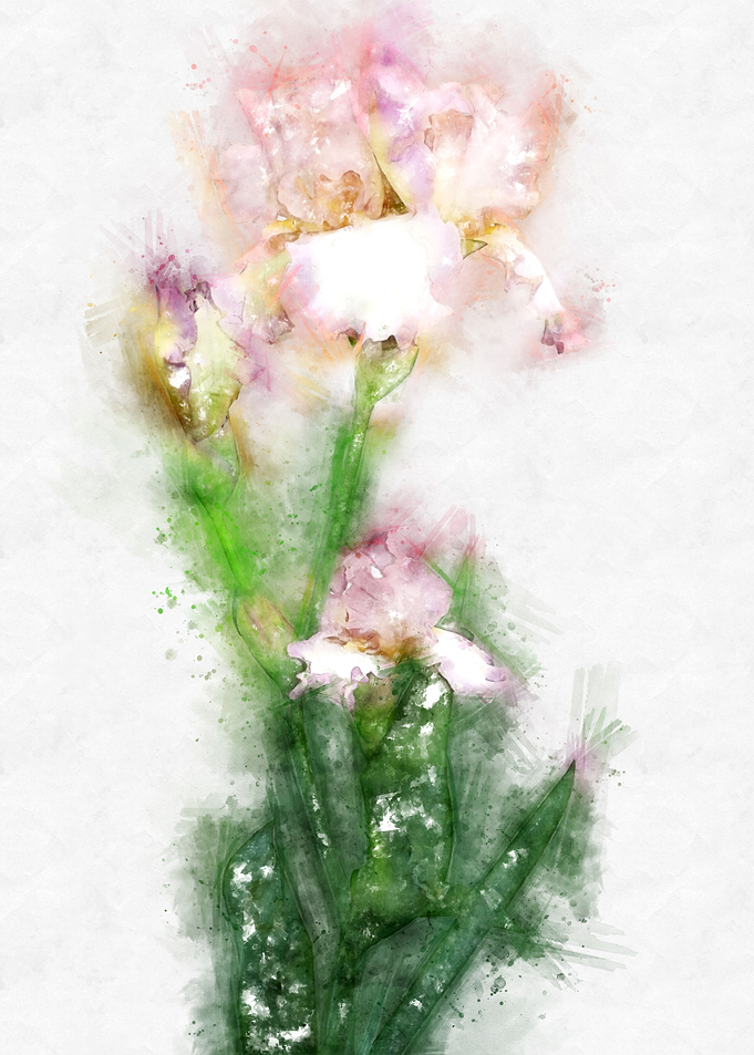 soft iris watercolor