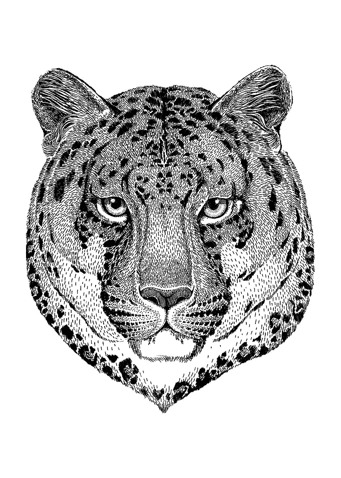 African Leopard