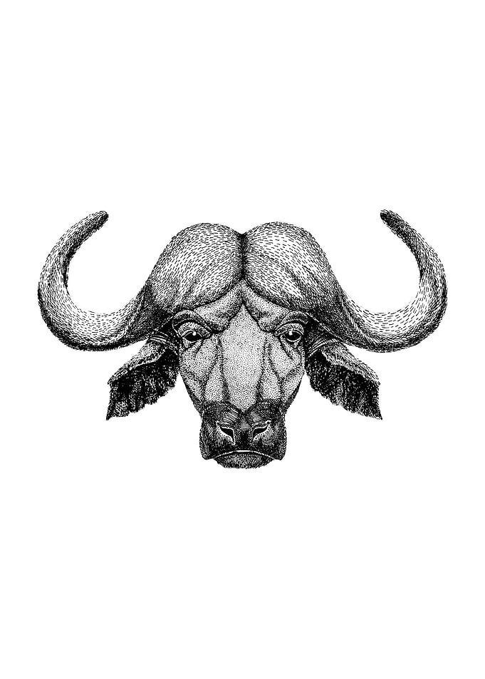 AFRICAN BUFFALO DRAWING