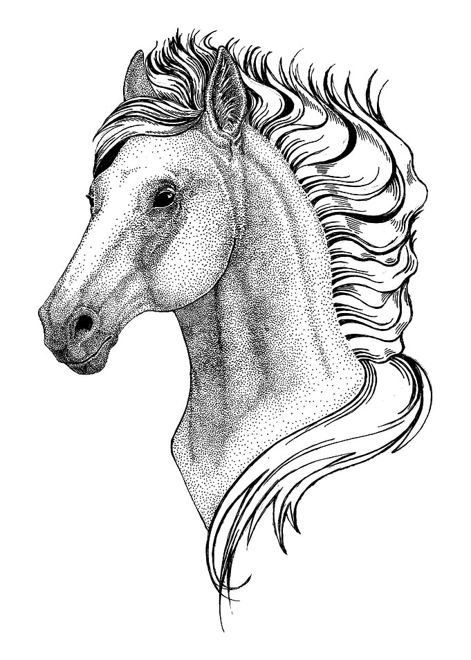 Horse drawing