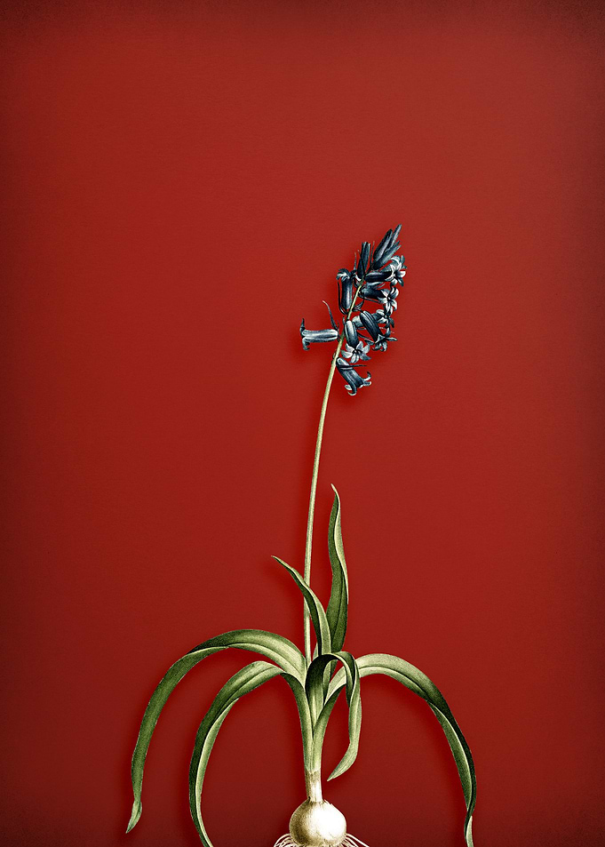 Common Bluebell on Red
