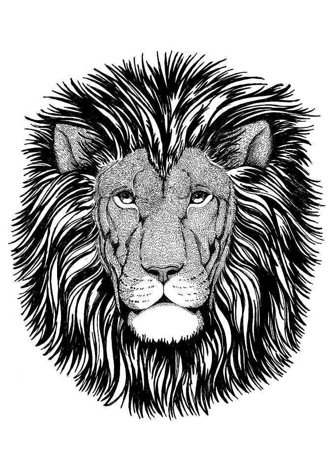 African Lion
