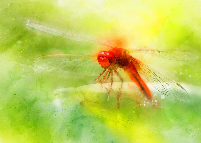 Dragonfly