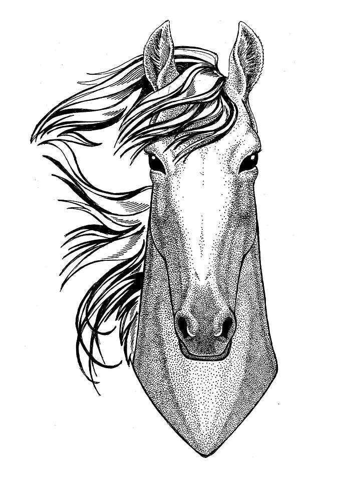 Horse BW drawing