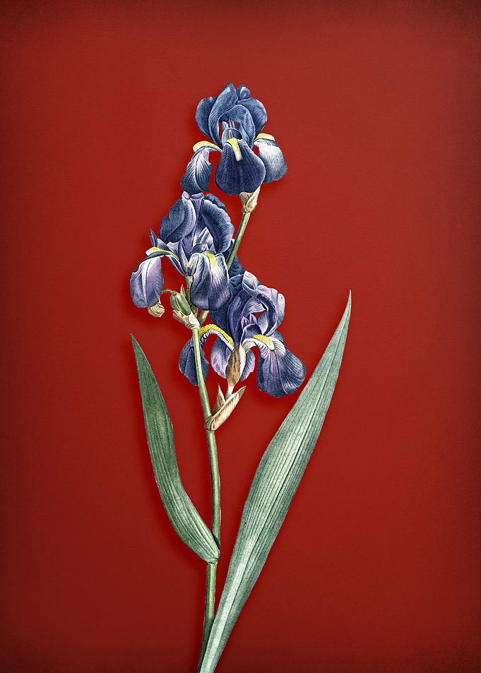 Dalmatian Iris on Red