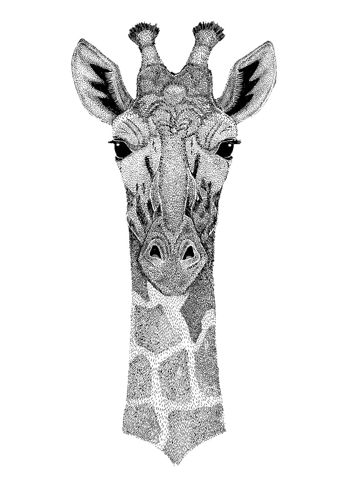 African Giraffe