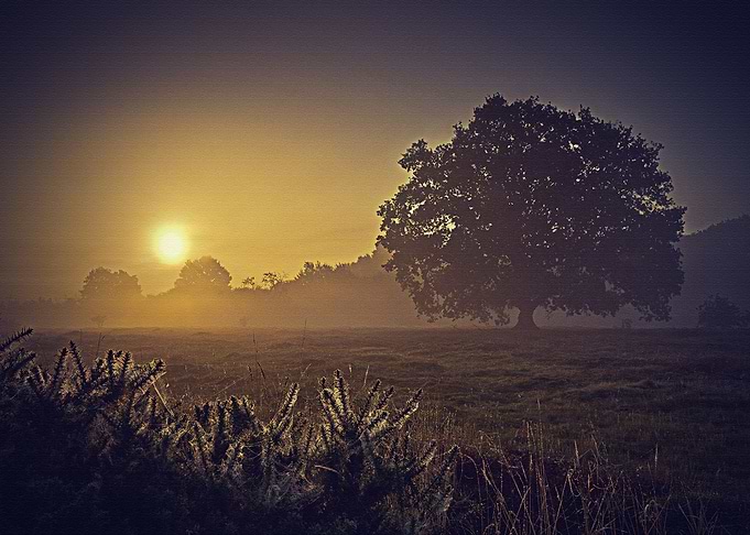 Lanscape