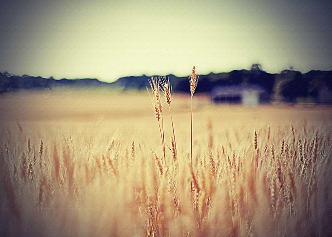 Lanscape
