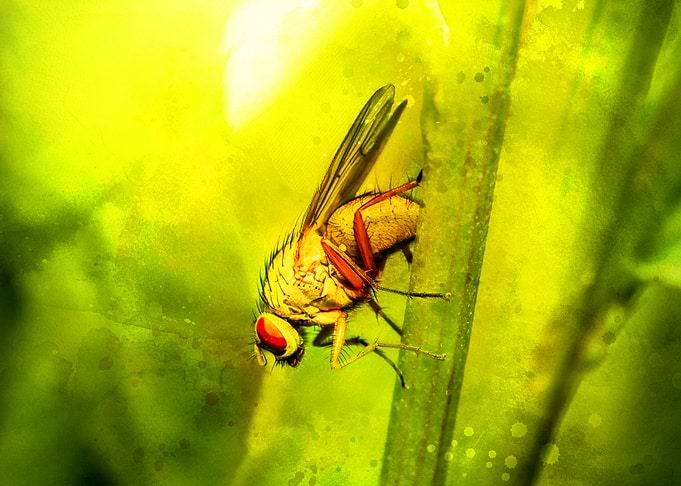 Insect