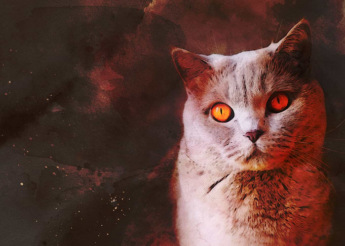 Dark Cat