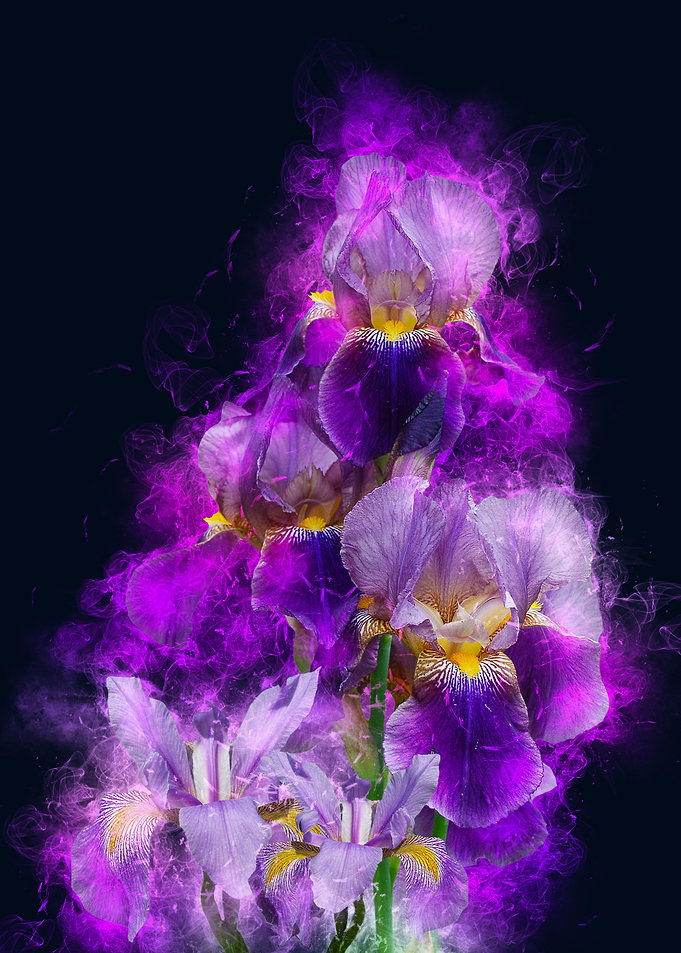 iris flower smoky