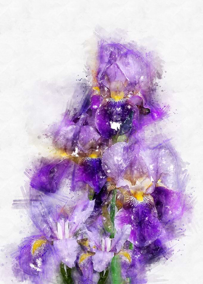 iris flower watercolor