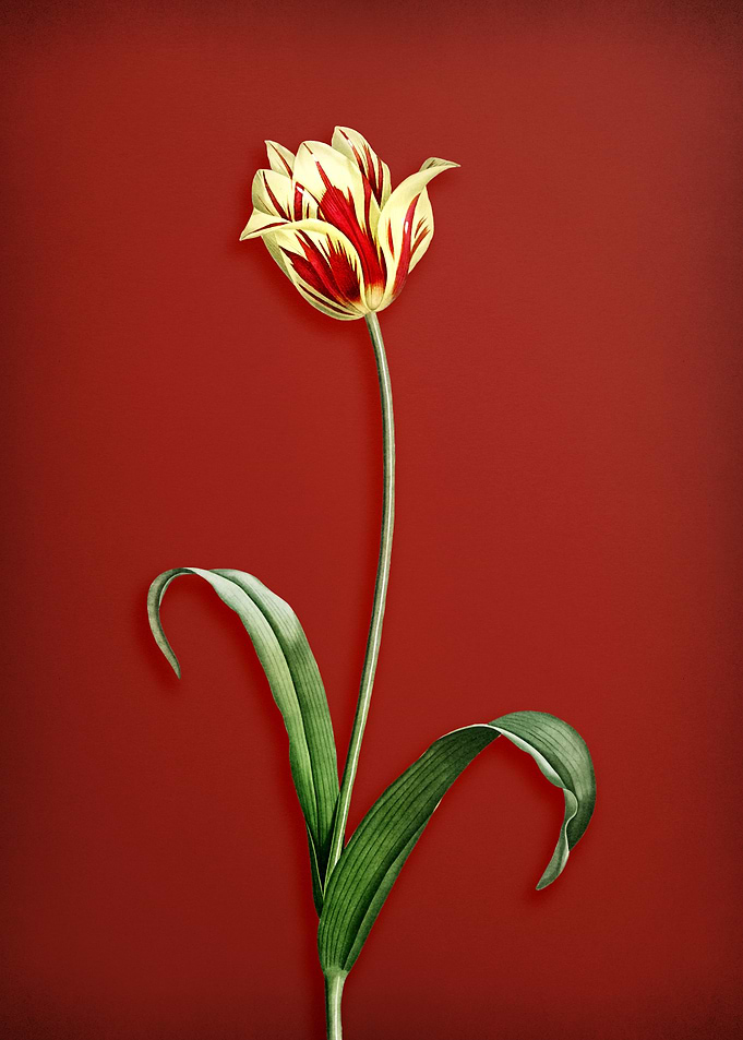 Didiers Tulip on Red