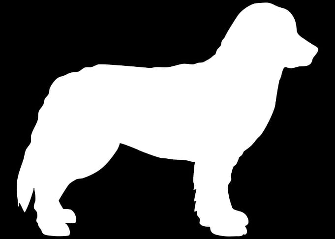 Bernese Mountain