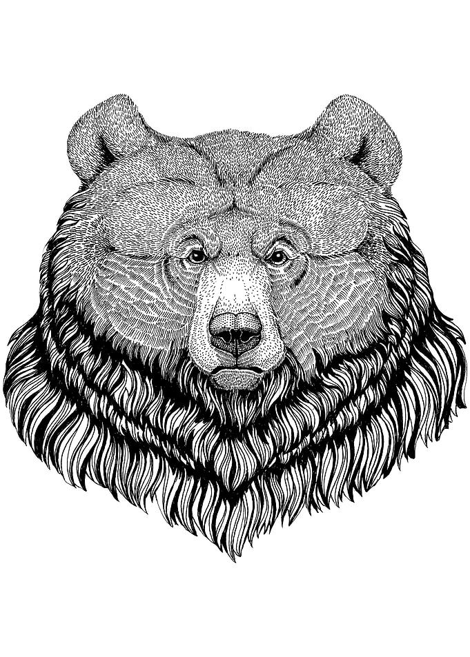 Grizzly Bear Drawing