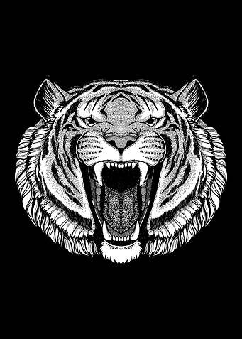 Tiger Drawing
