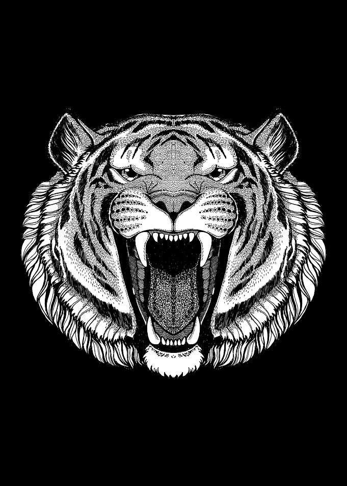 Tiger Drawing
