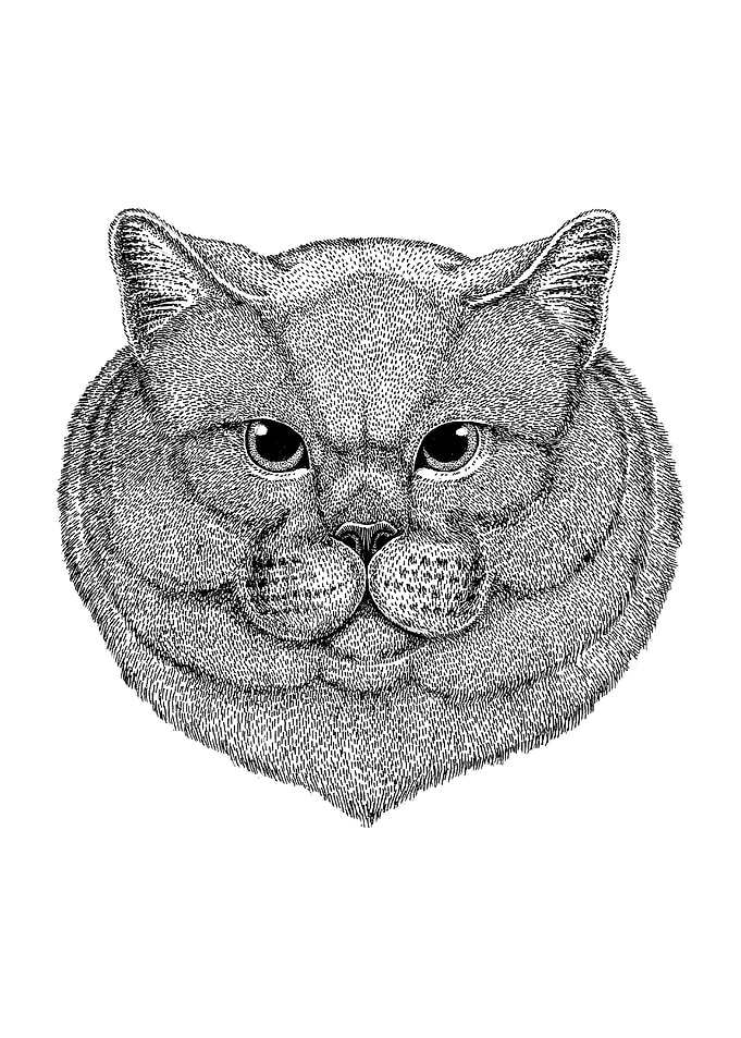 BRITISH SHORTHAIR CAT