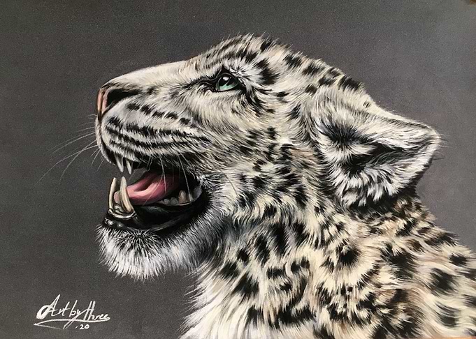 Snow Leopard Roaring