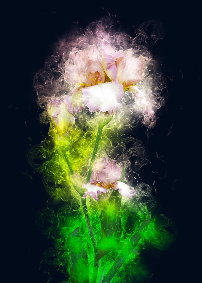 soft iris flower smoky