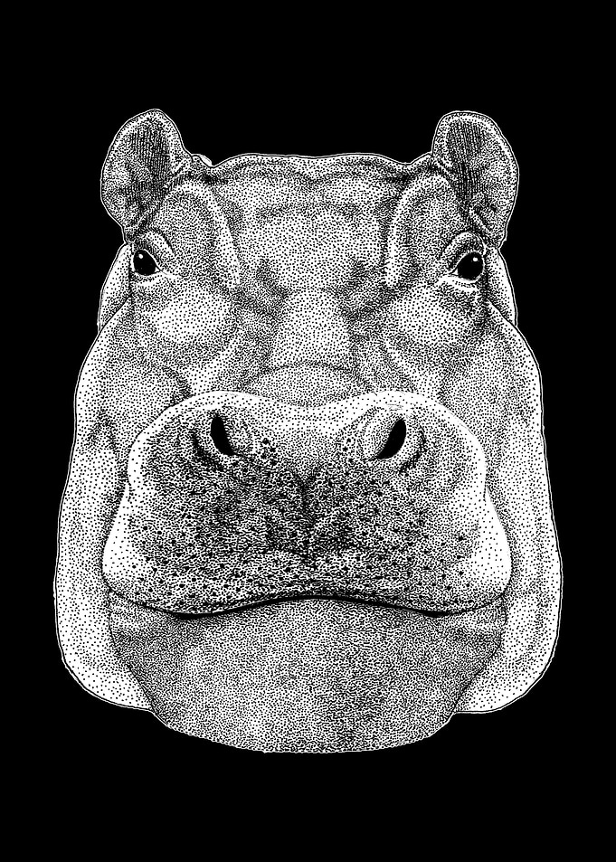HIPPOPOTAMUS HIPPO DRAWING