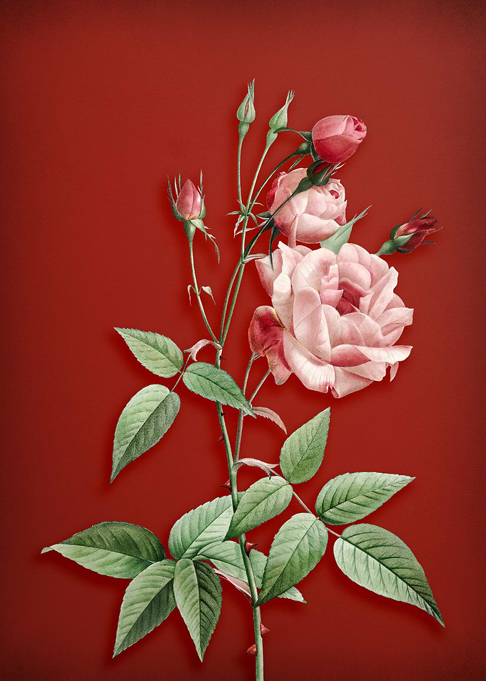 Common Rose of India