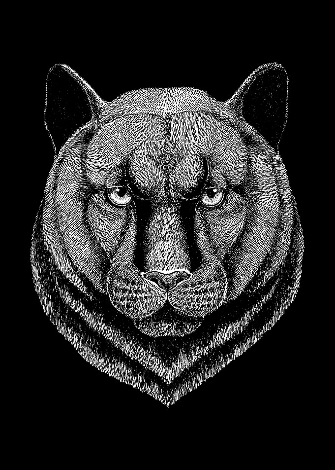 PANTHER big cat DRAWING