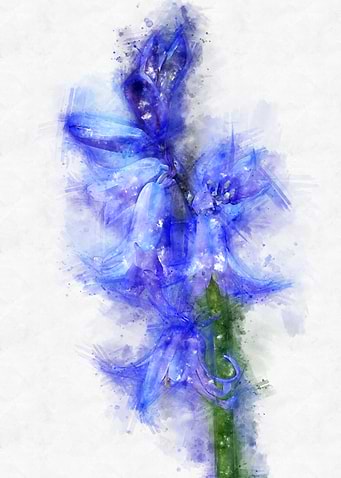 bluebell flower watercolor
