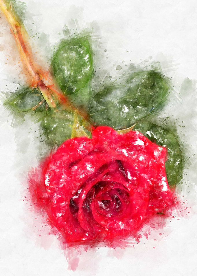 red rose watercolor