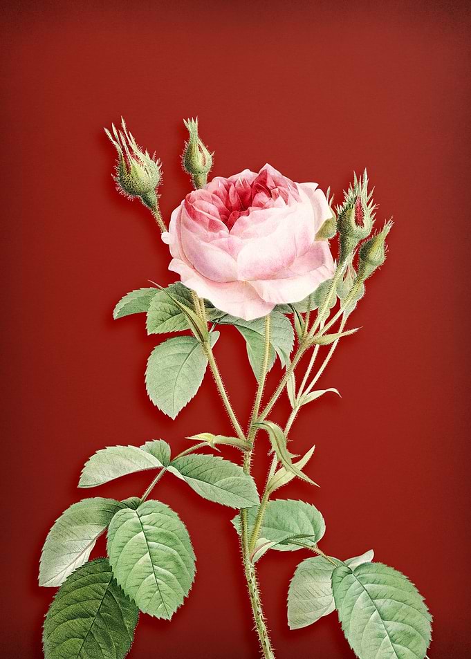Double Moss Rose on Red