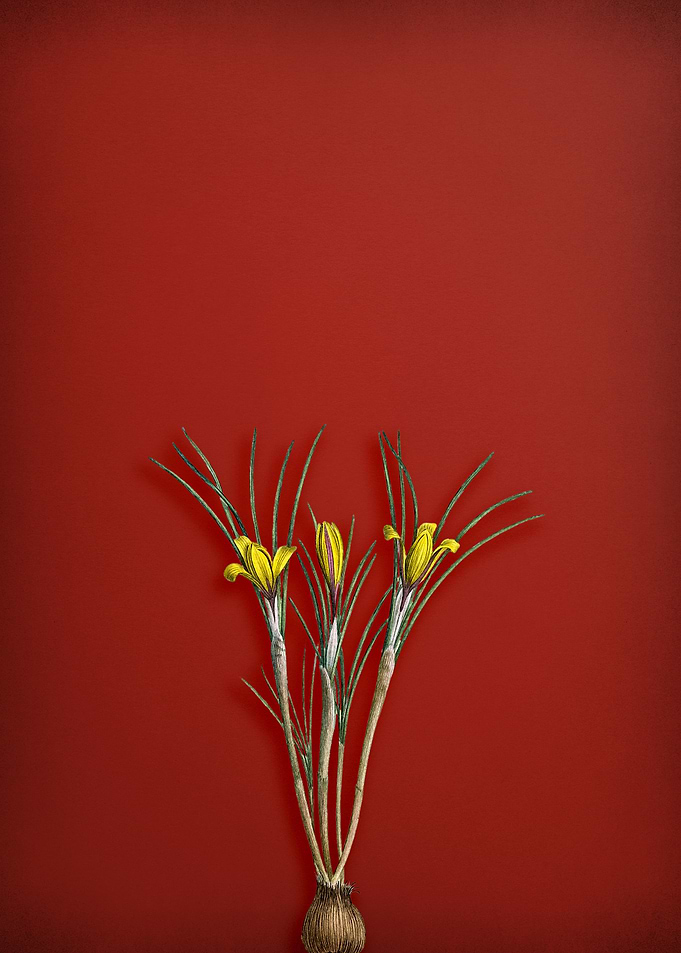 Cloth of Gold Crocus