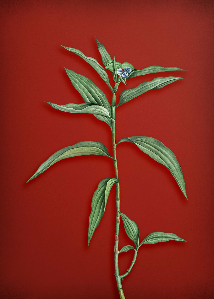 Dayflower on Red
