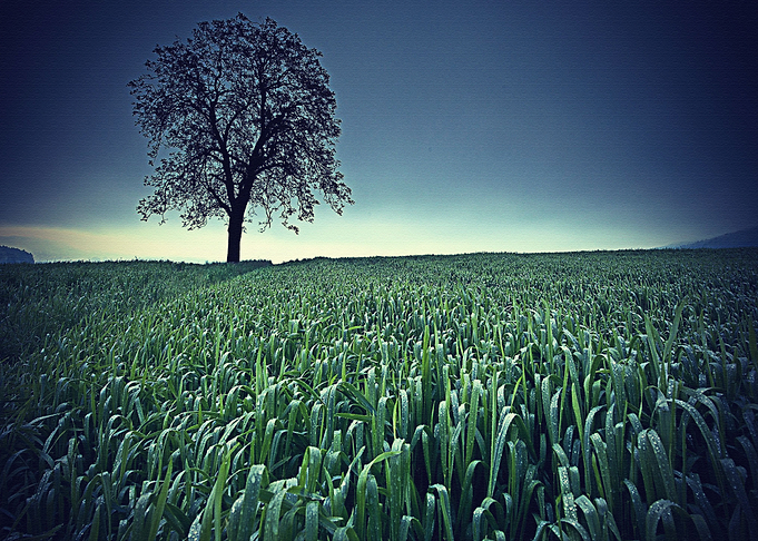 Lanscape